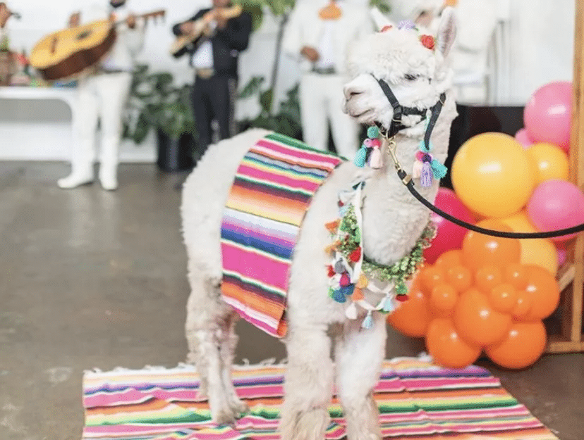 llama party animal